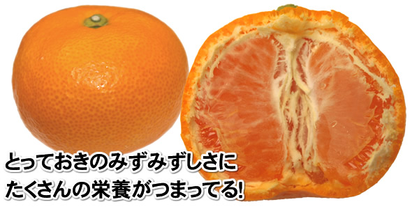 �ȤäƤ����Τߤ��ߤ������ˤ�������α��ܤ��ͤޤä����̤ߤ���